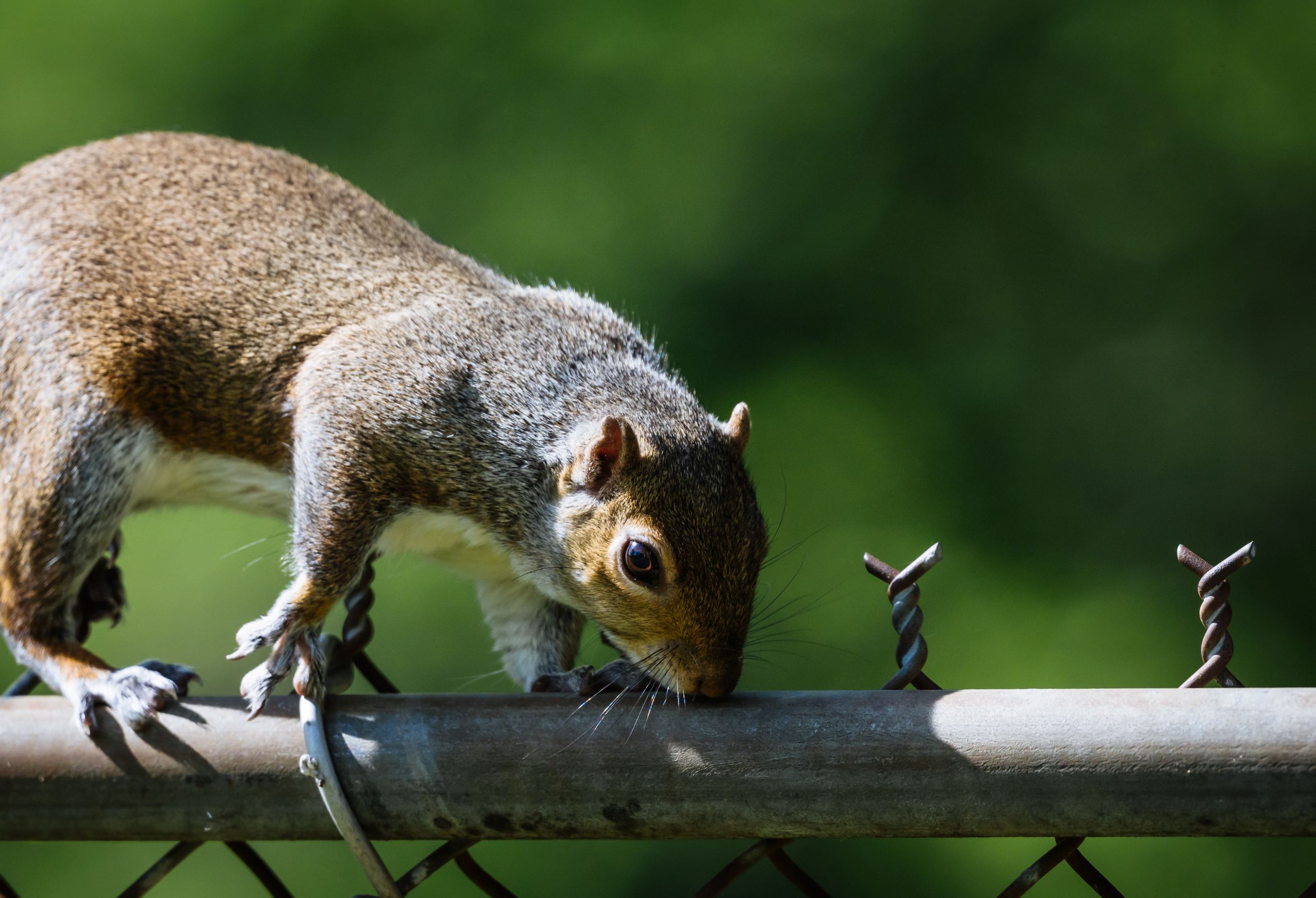 A gray squirrel balances gracefully on a metal fence under bright daylight.