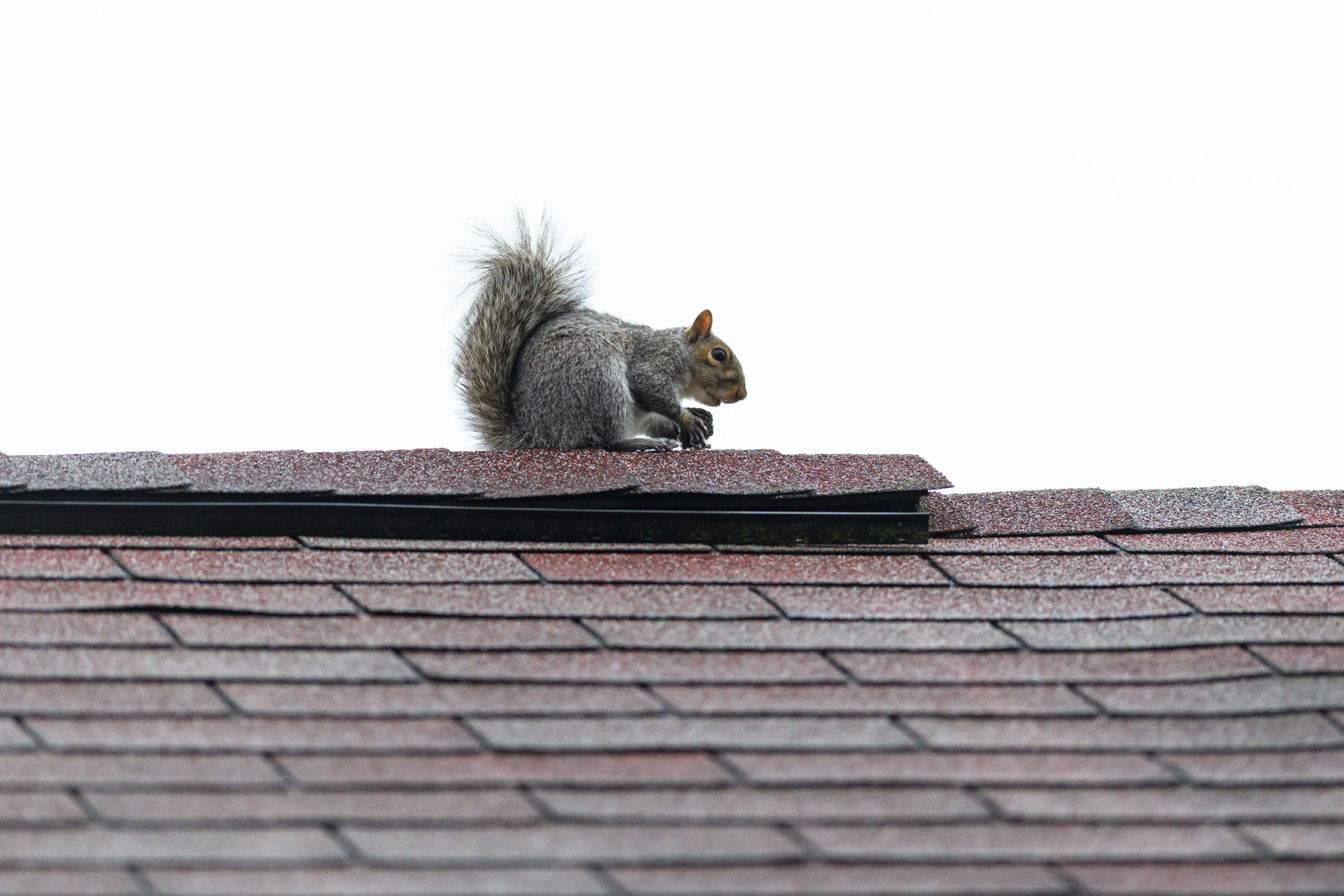 A gray squirrel balances gracefully on a metal fence under bright daylight.